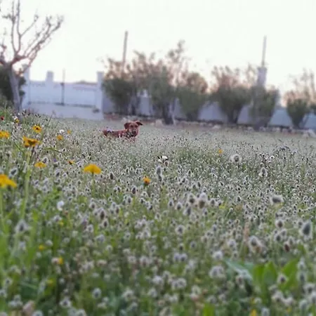 Pouria Skyros